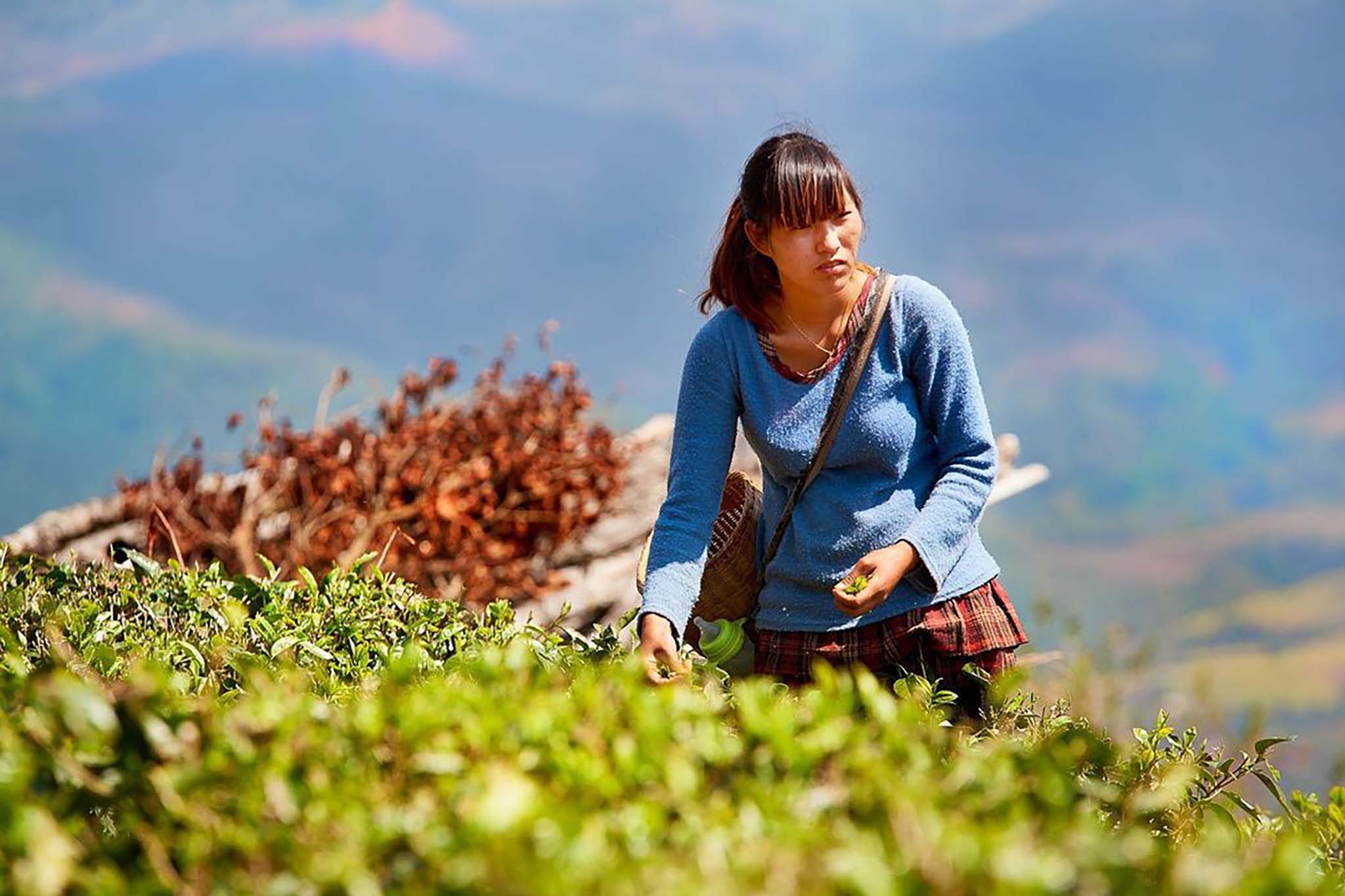 Chinese coffee farmer