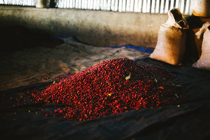 Wush Wush Or Gesha? Exploring Five Rare Coffee Varietals