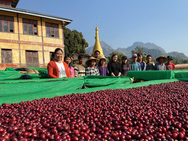 Myanmar coffee farmers