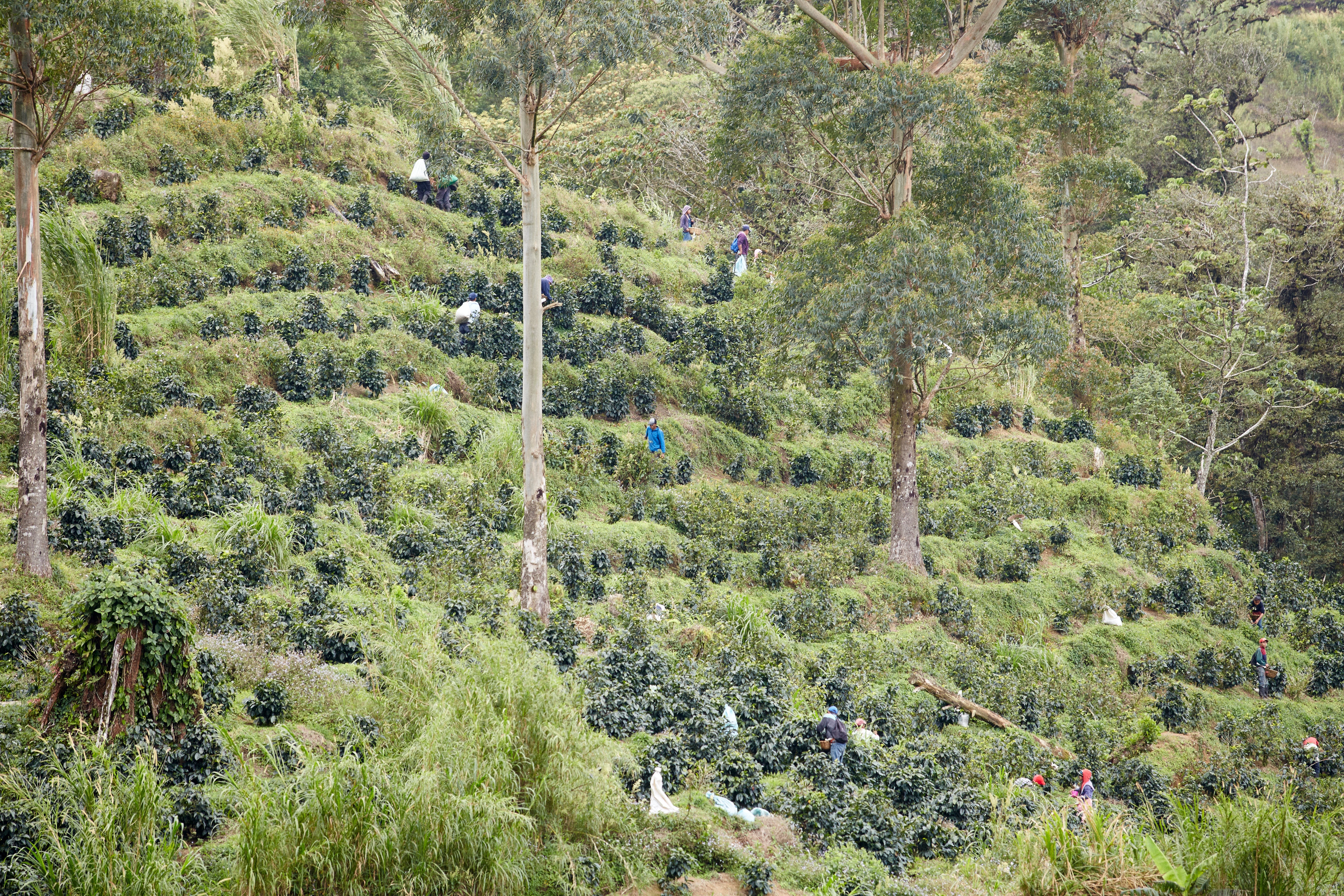 Origin 20 | Brewing Los Altos