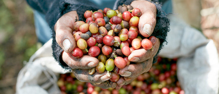Sourcing Q&A: Joshua Tarlo, Head of Coffee