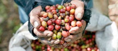 Sourcing Q&A: Joshua Tarlo, Head of Coffee